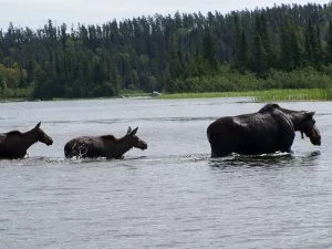 Moose